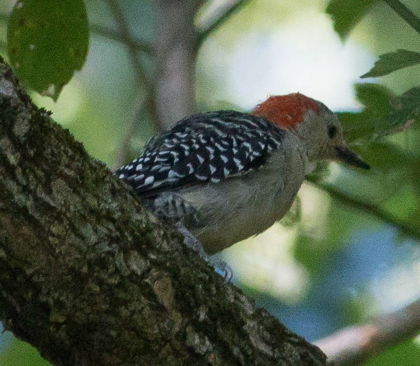 Red-bellied Woodpecker - ML34535021