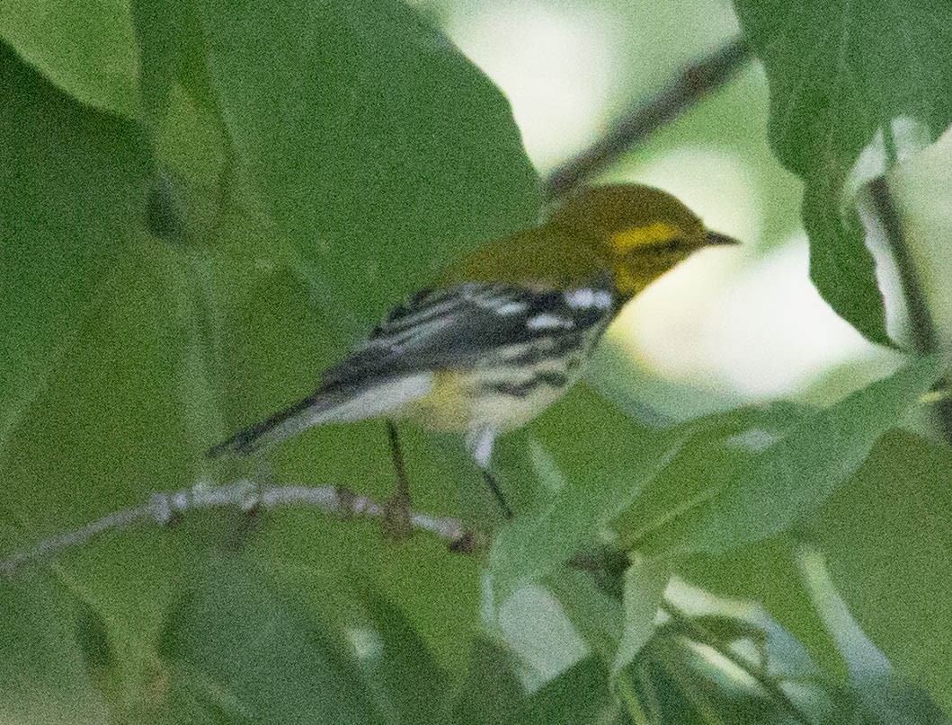 Black-throated Green Warbler - ML34535301