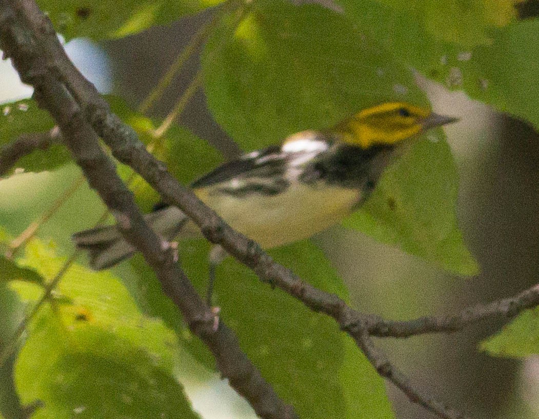 Black-throated Green Warbler - ML34535311