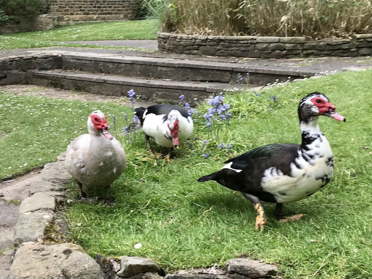 Muscovy Duck (Domestic type) - ML345354051