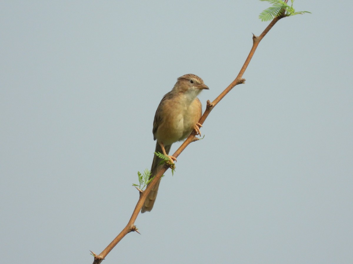 Common Babbler - Lakshmikant Neve