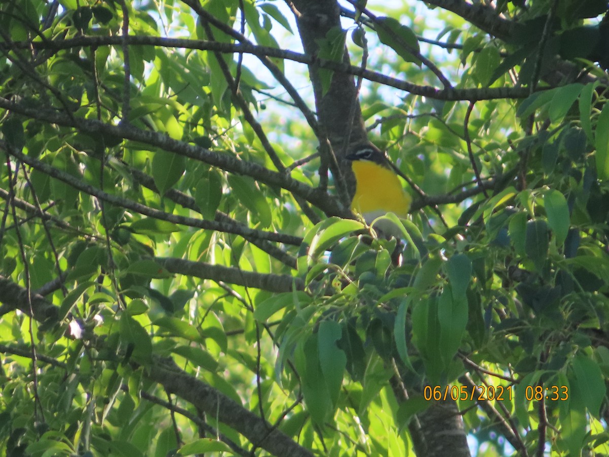 Yellow-breasted Chat - P.W. Boyd