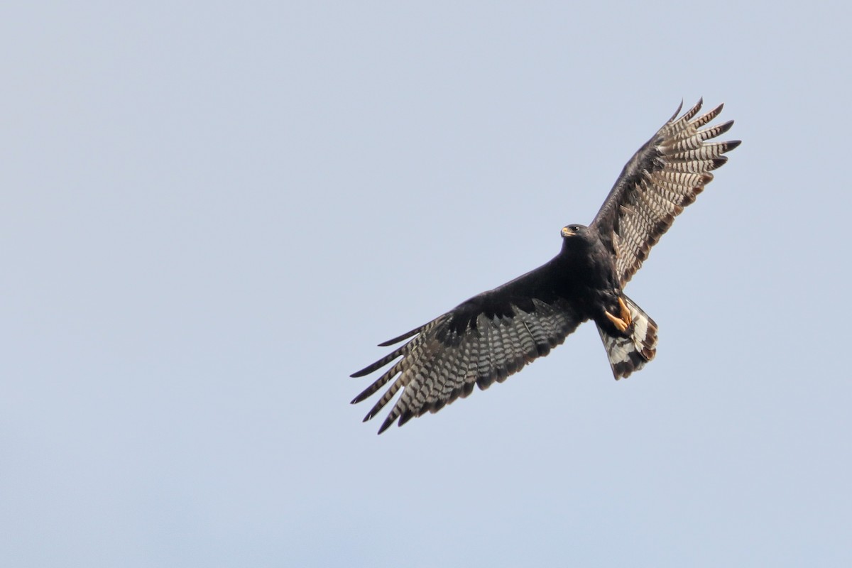 Zone-tailed Hawk - ML345355191