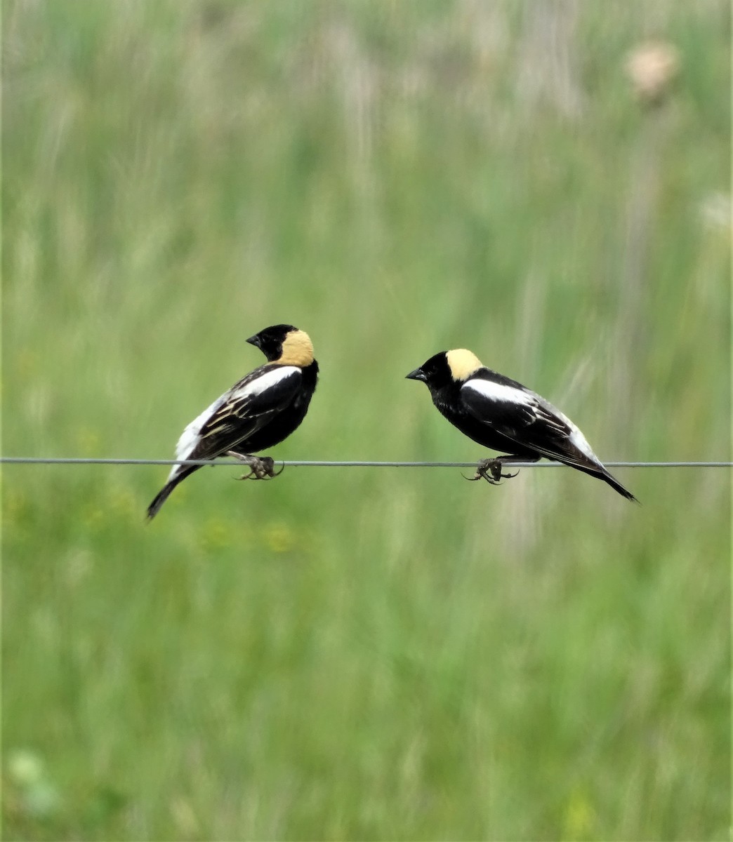 Bobolink - Su Snyder