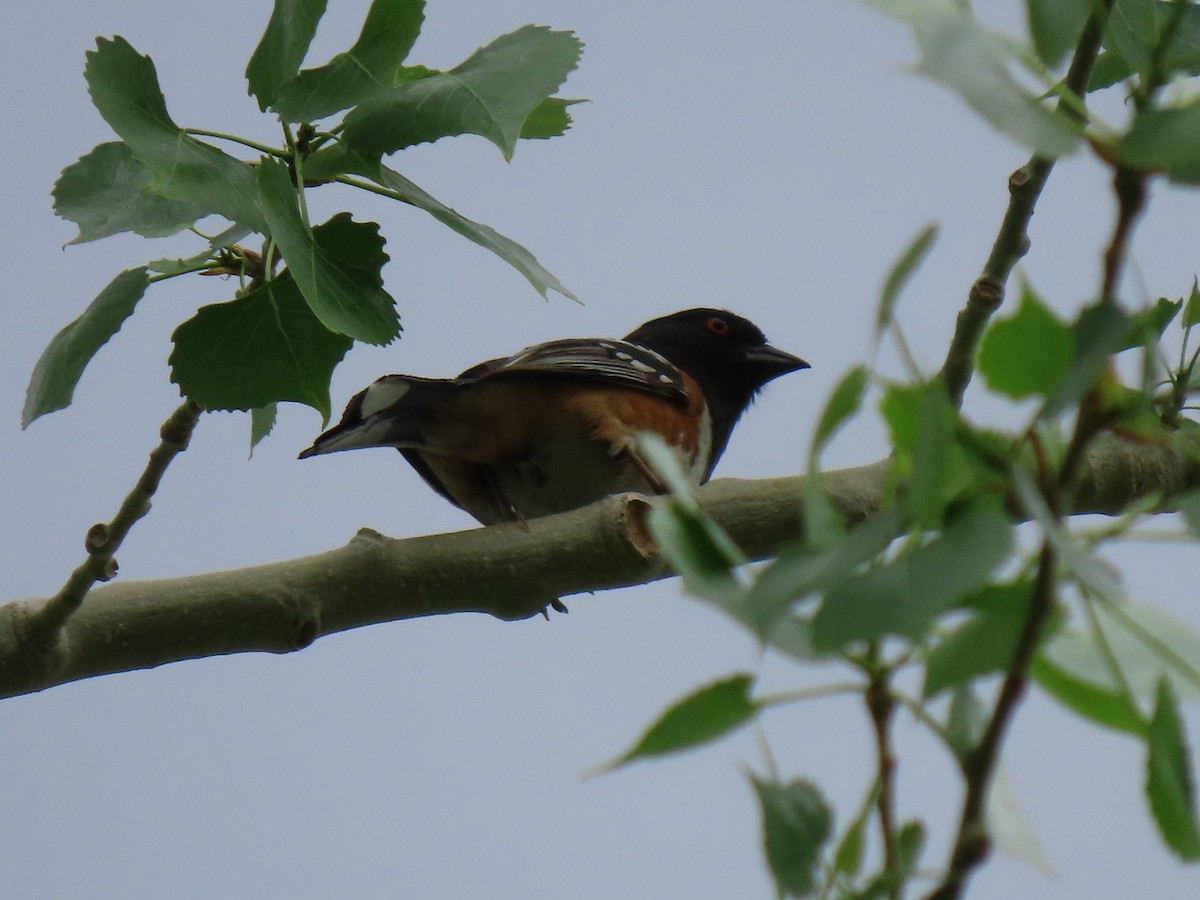 Spotted Towhee (maculatus Group) - Del Nelson