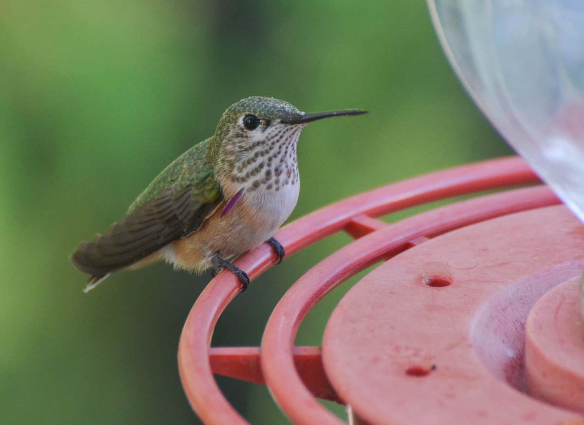 Calliope Hummingbird - Ryan Andrews