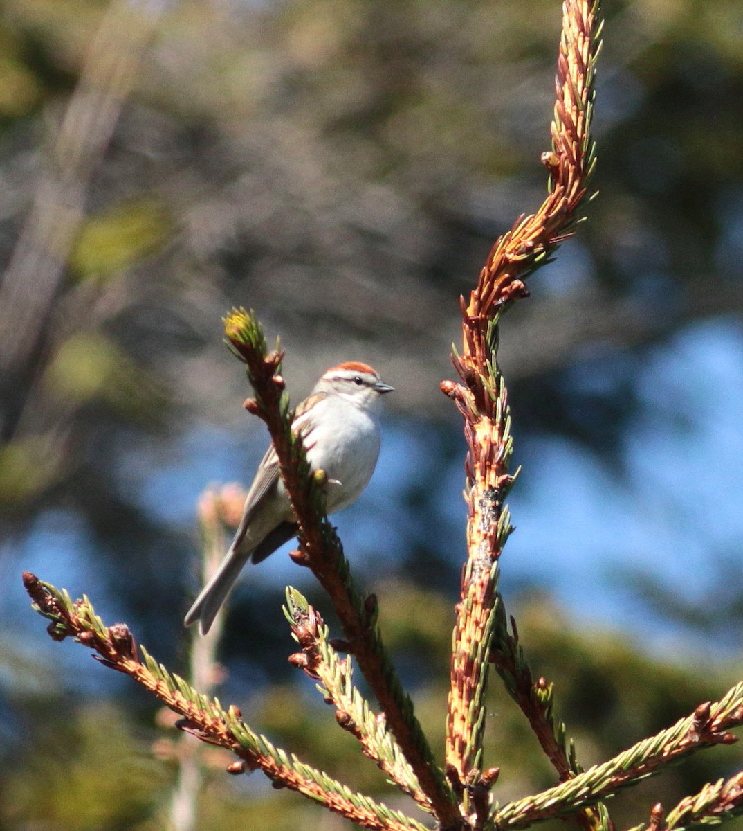 Chipping Sparrow - ML345357121