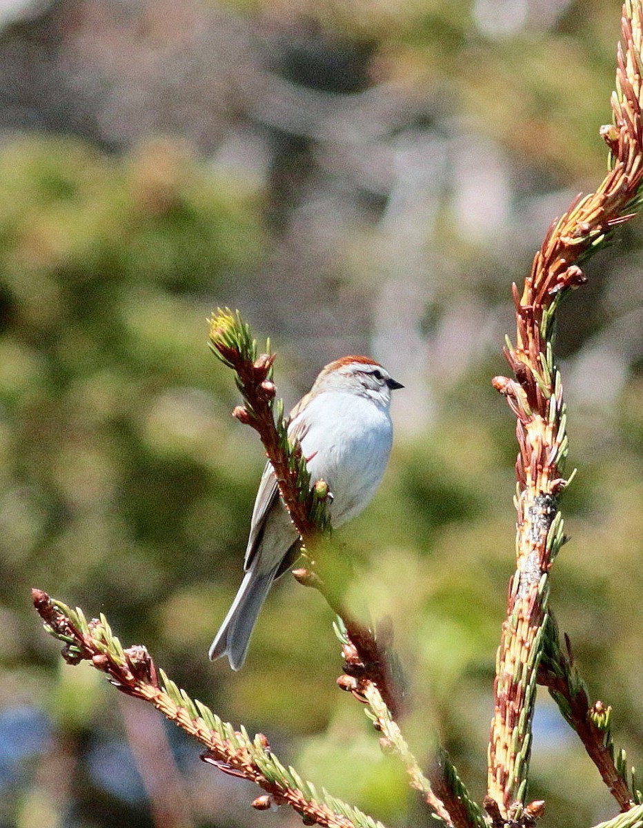 Chipping Sparrow - ML345357261