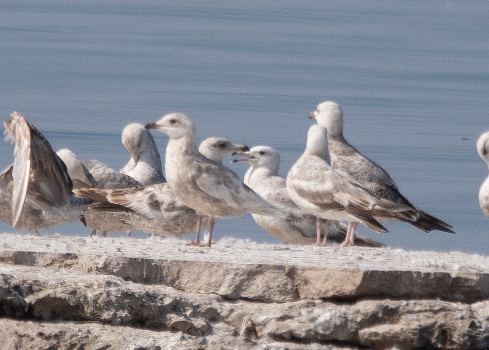 Iceland Gull - ML345358631