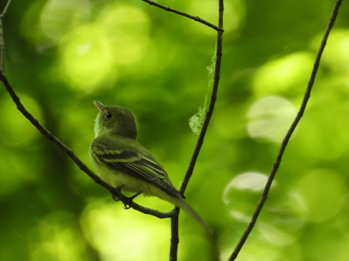 Acadian Flycatcher - Doug Hartl