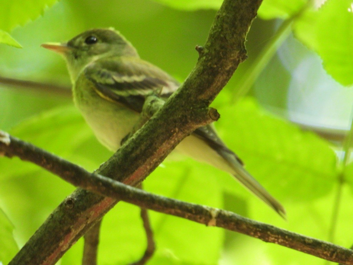 Acadian Flycatcher - Doug Hartl