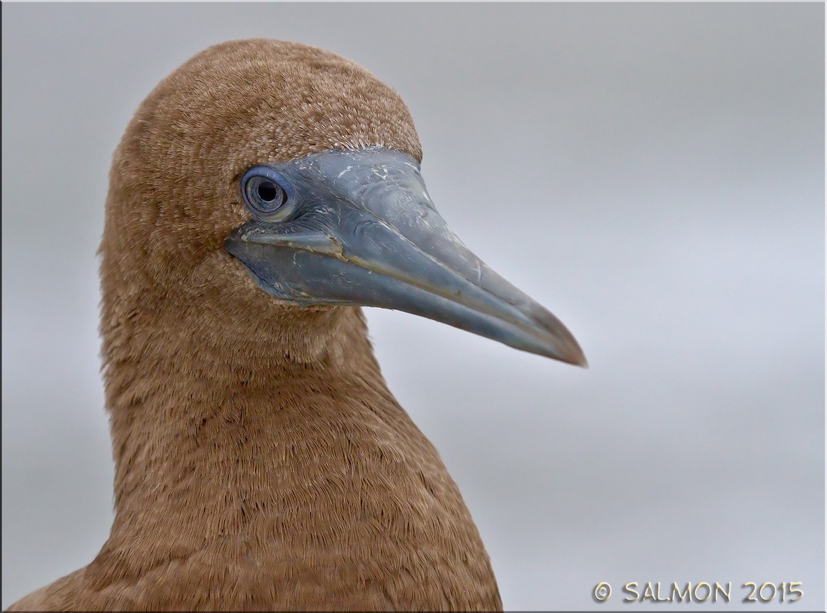 Brown Booby - Frank Salmon