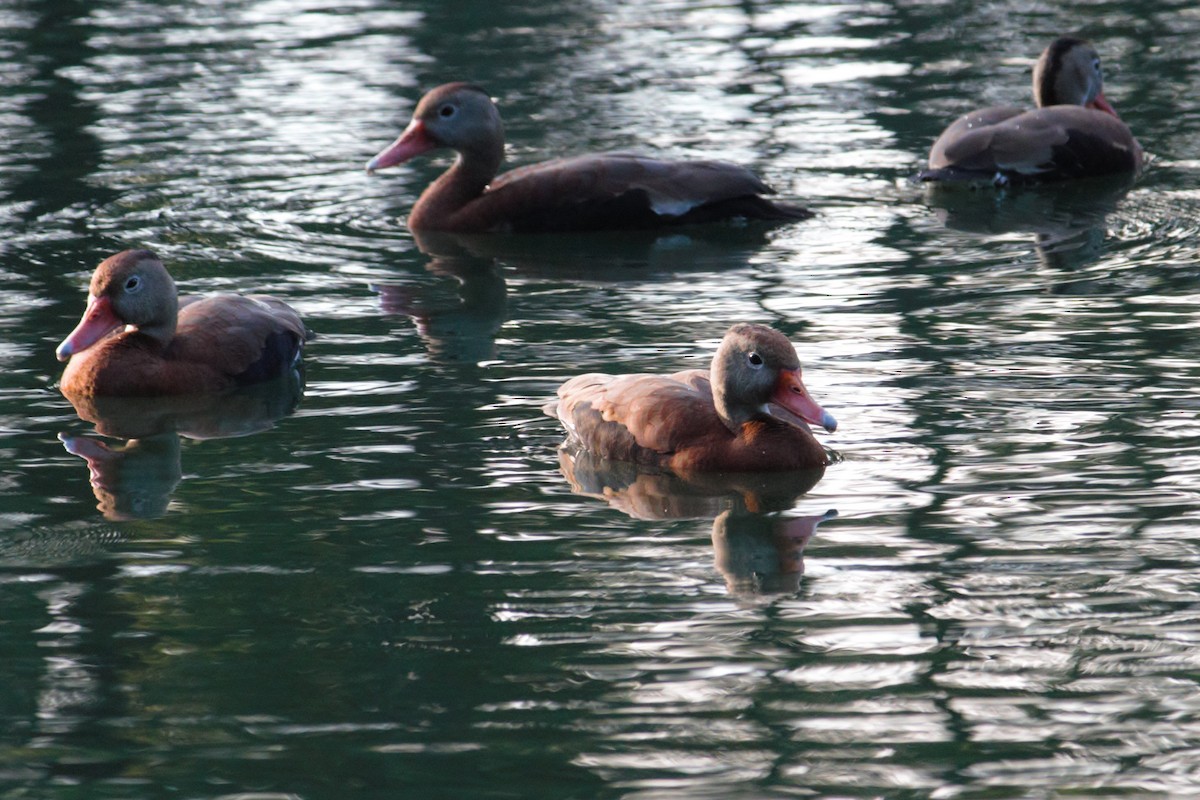 Black-bellied Whistling-Duck - ML345366061