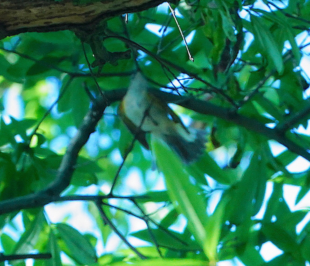 American Redstart - ML345366511