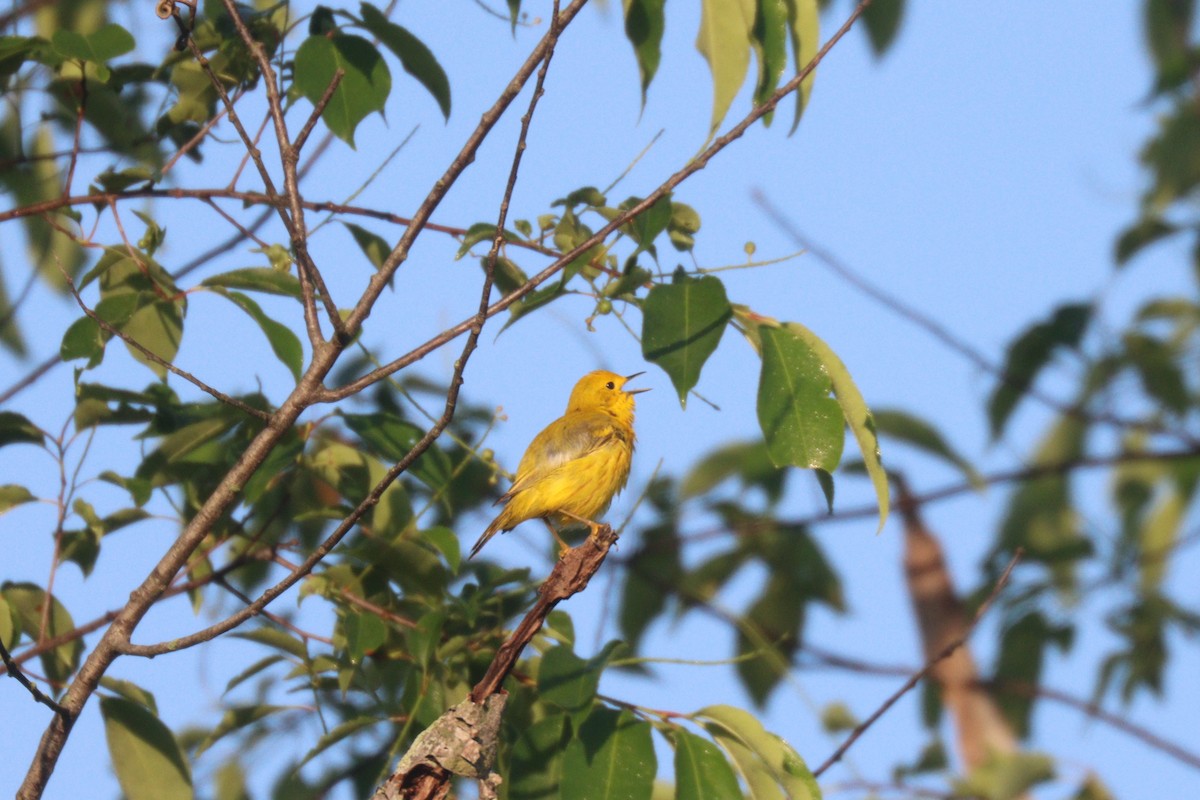 Yellow Warbler (Northern) - ML345367011