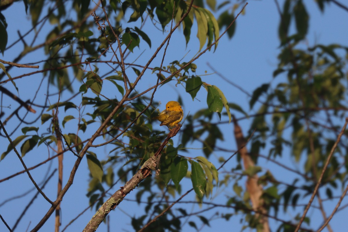Yellow Warbler (Northern) - ML345367171