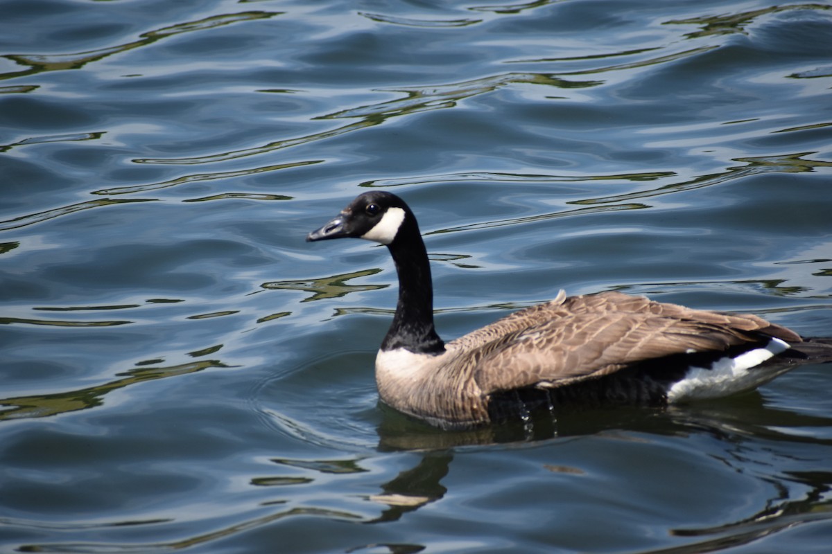 Canada Goose - ML345368791