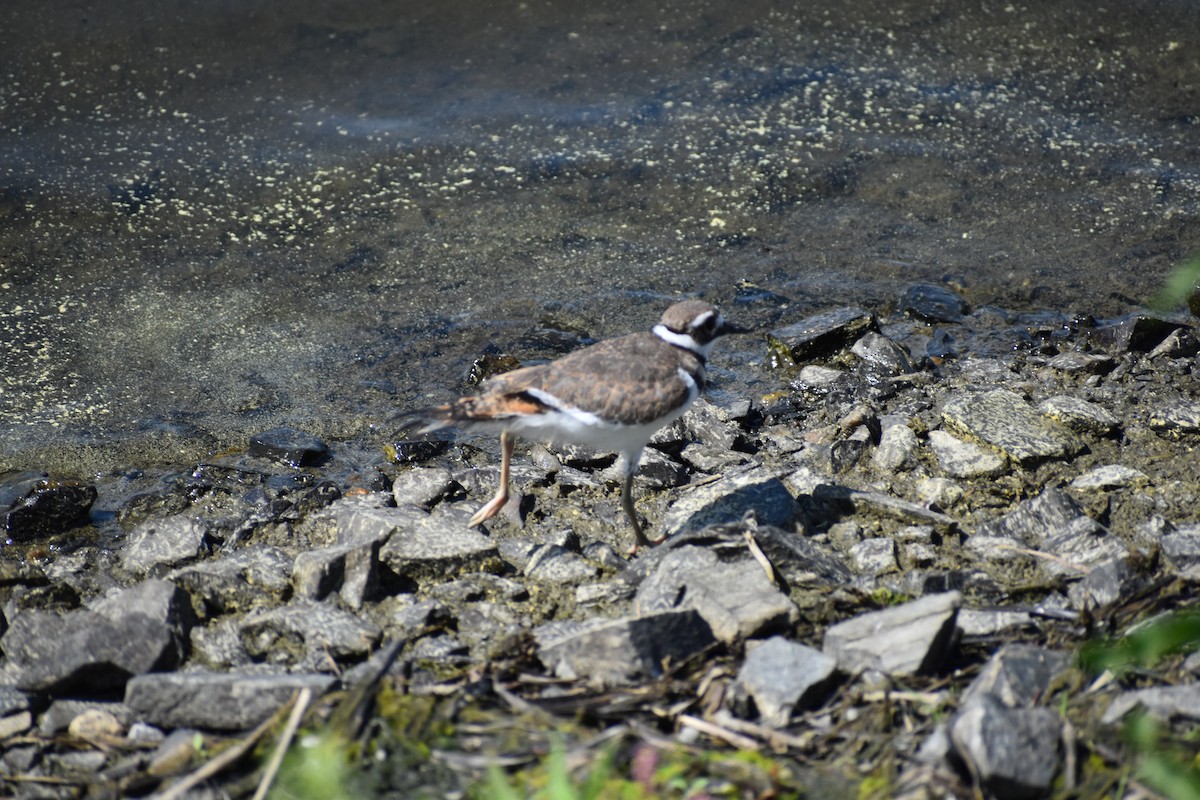 Killdeer - Ethan Ring