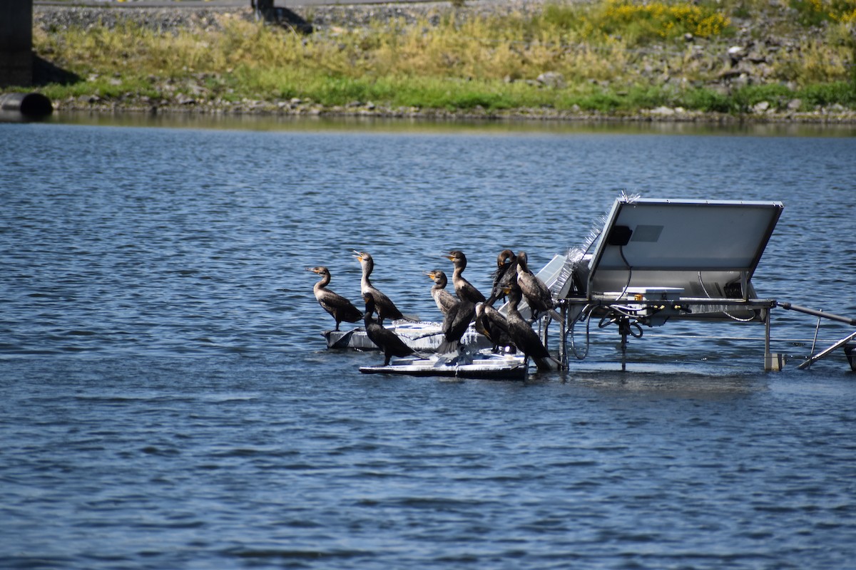 Double-crested Cormorant - ML345369141