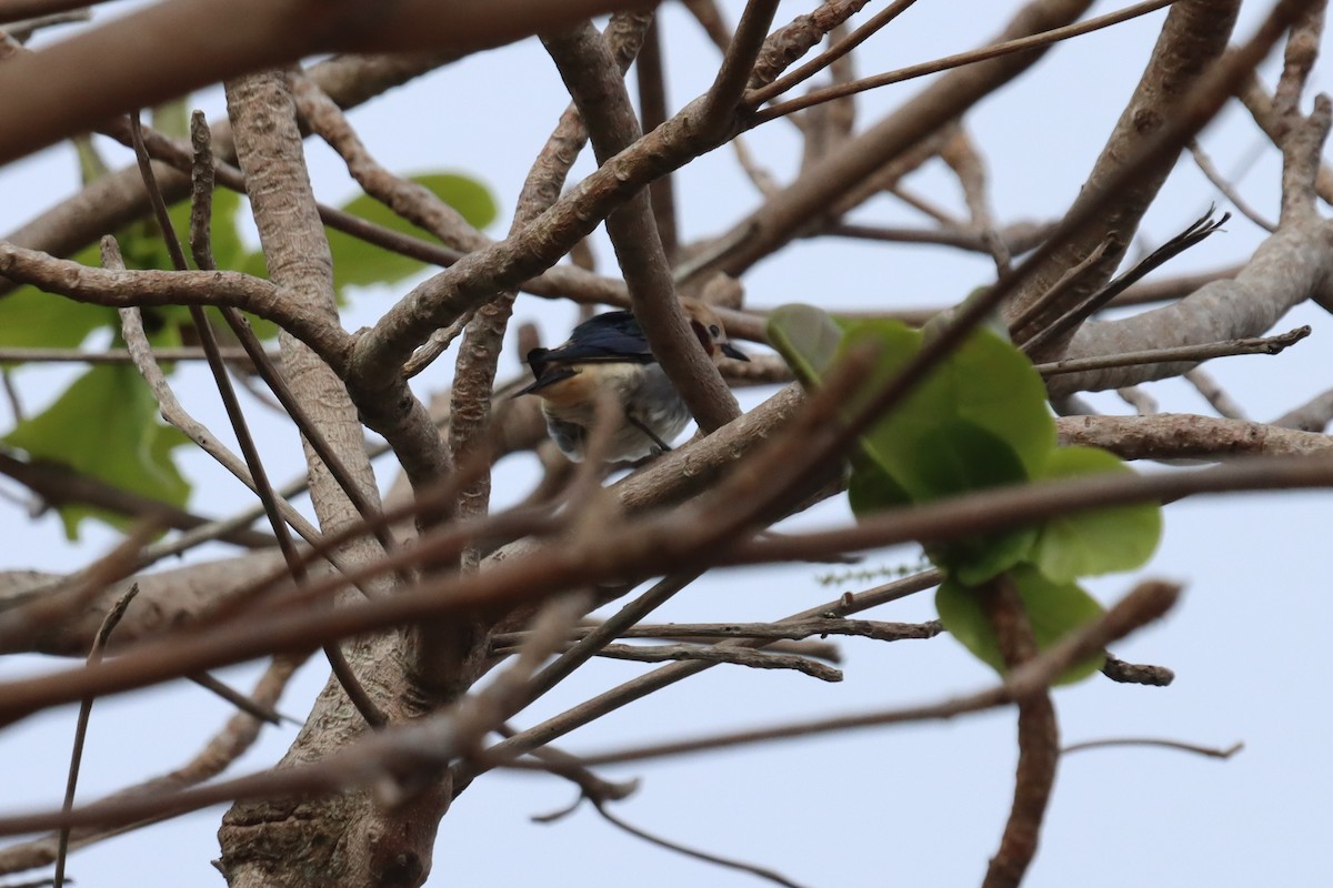 Chestnut-cheeked Starling - ML345369211