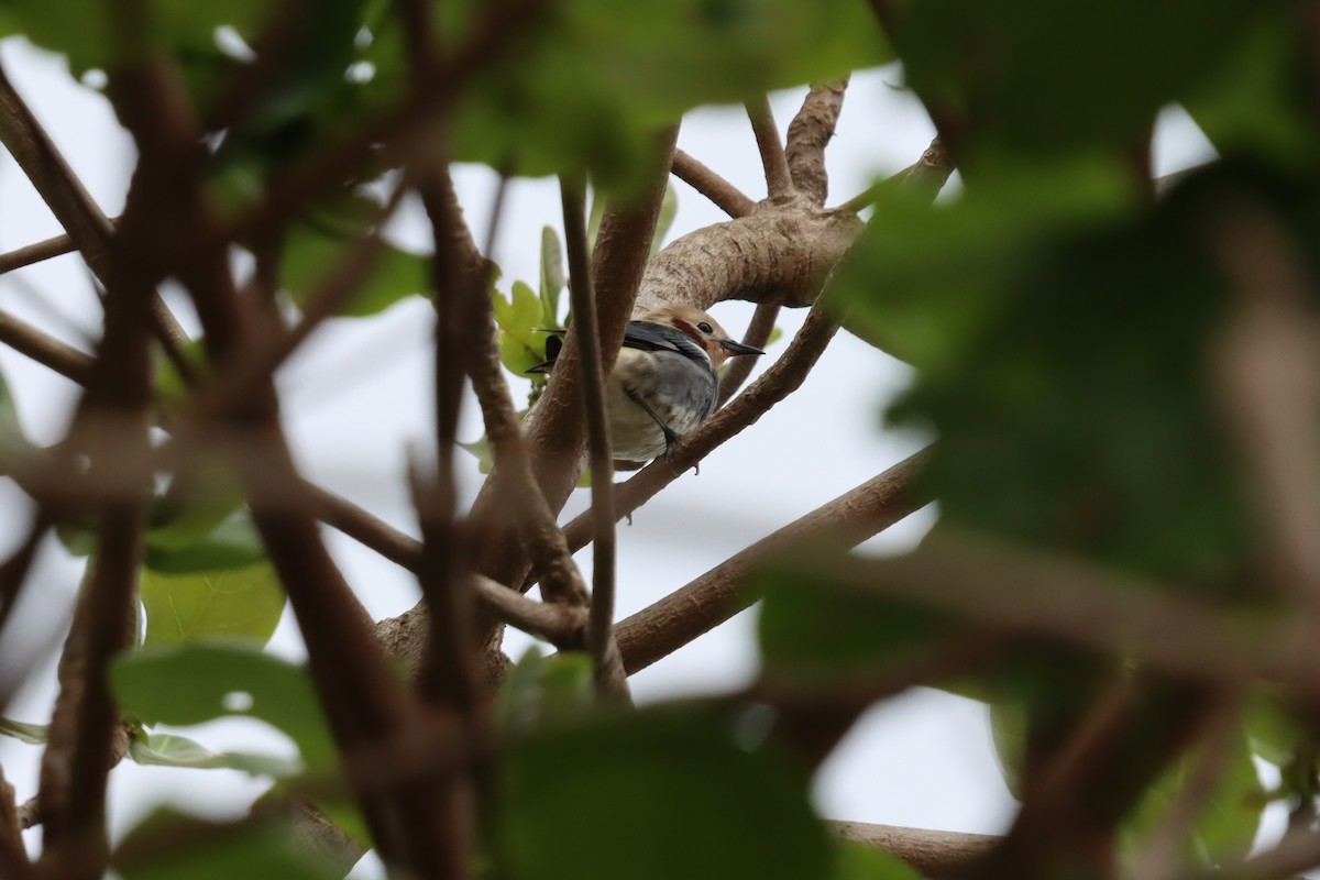 Chestnut-cheeked Starling - ML345369231