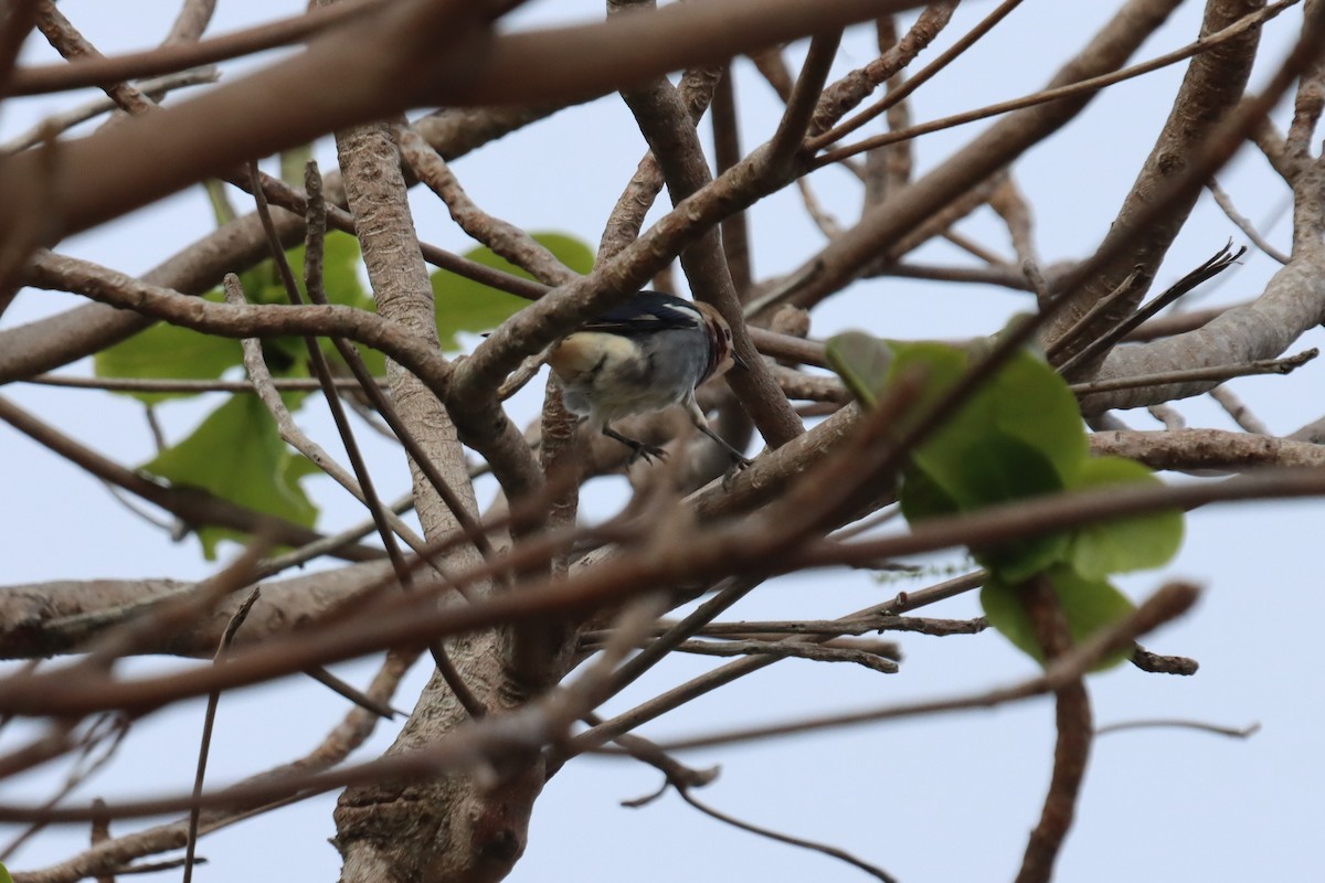 Chestnut-cheeked Starling - ML345369251