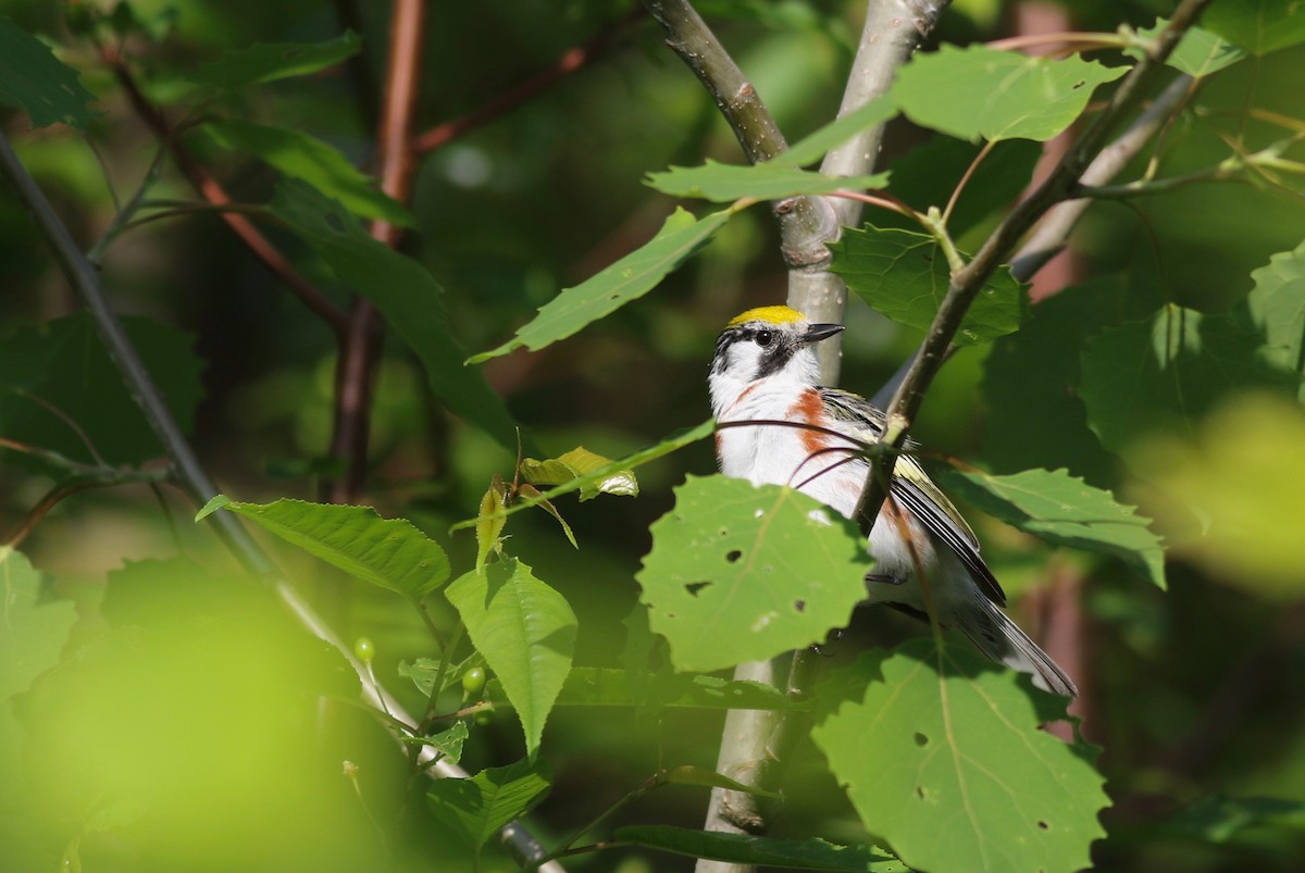 Chestnut-sided Warbler - ML345369731