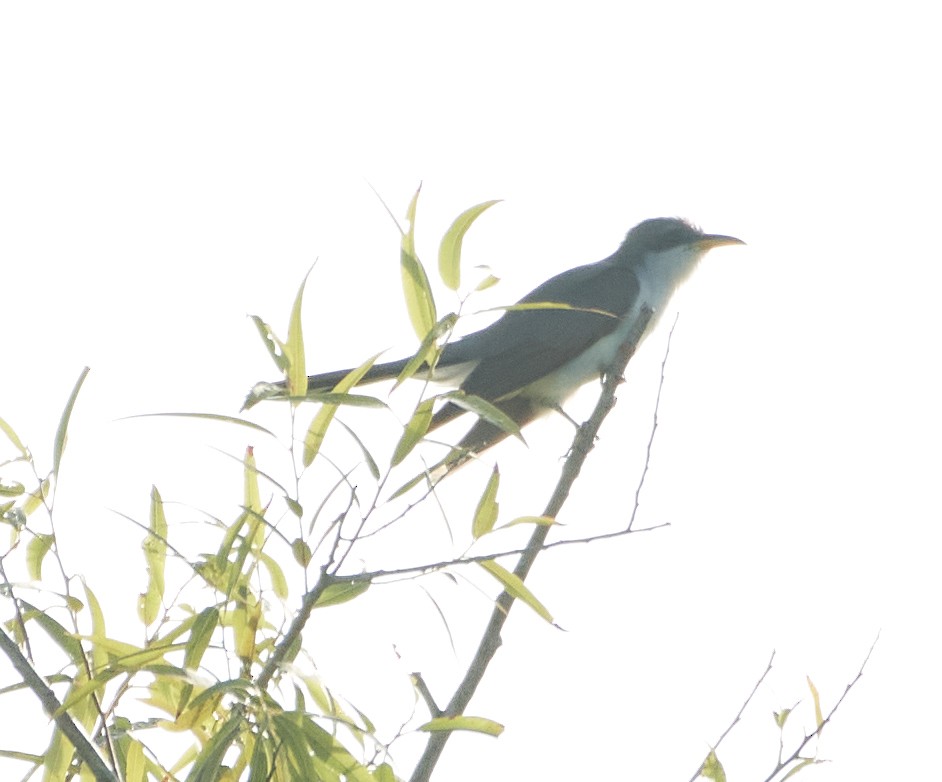 Yellow-billed Cuckoo - ML345370081