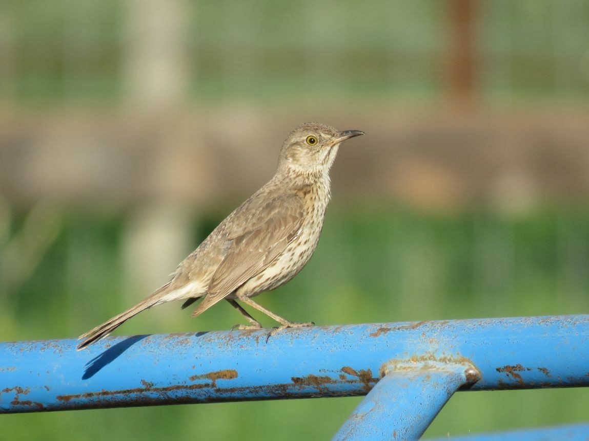 Sage Thrasher - ML345371261