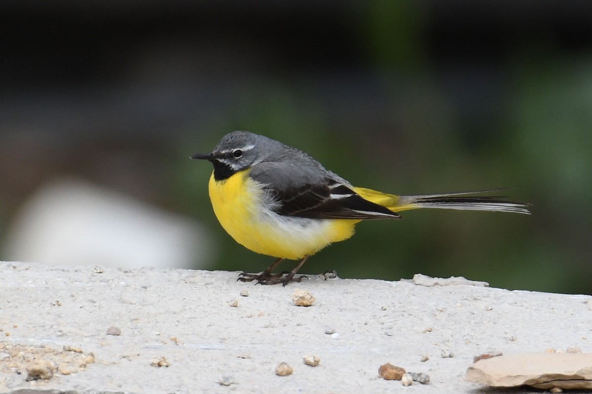 Gray Wagtail - Çağan Abbasoğlu