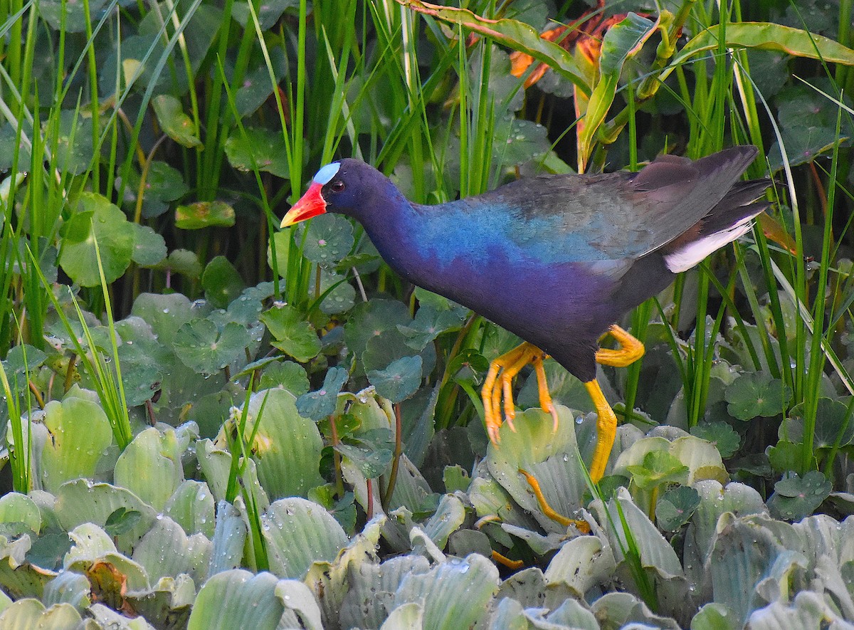 Purple Gallinule - ML345372371