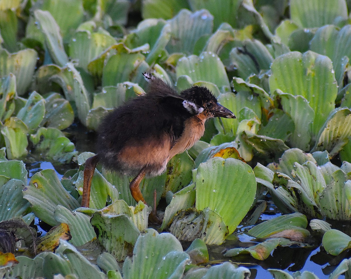 Purple Gallinule - ML345372491