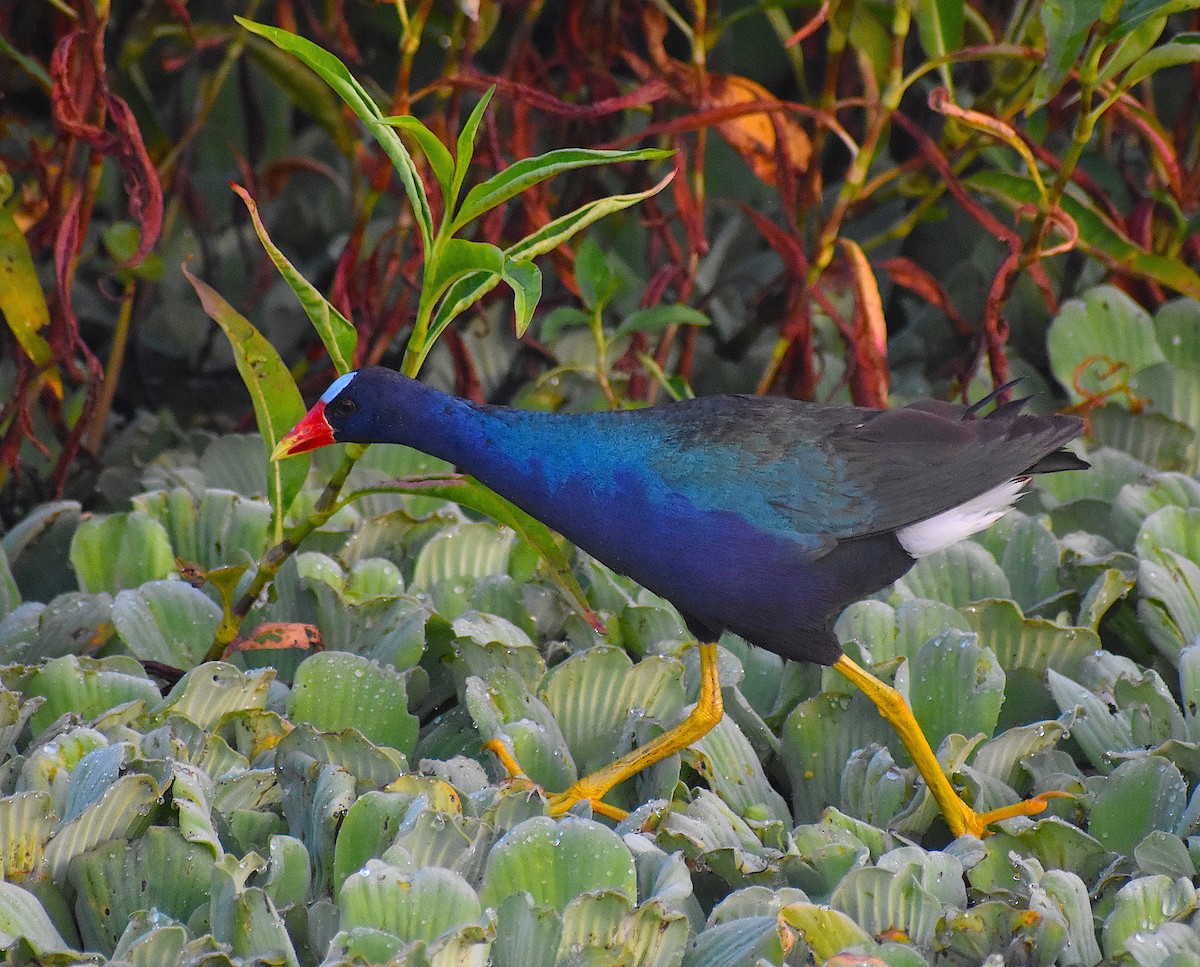 Purple Gallinule - Scott Kinsey