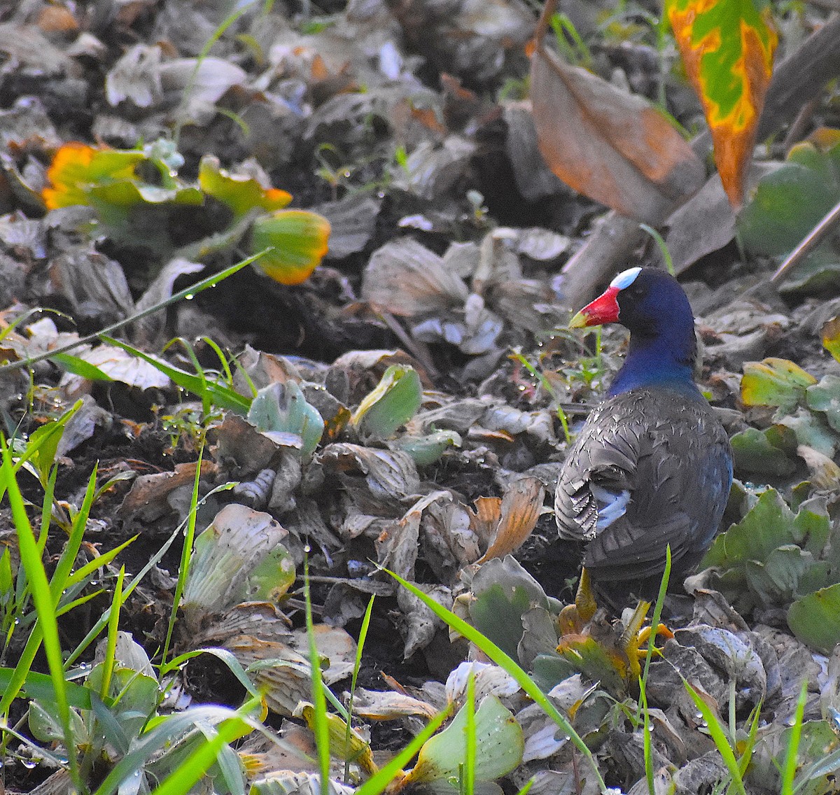 Purple Gallinule - Scott Kinsey