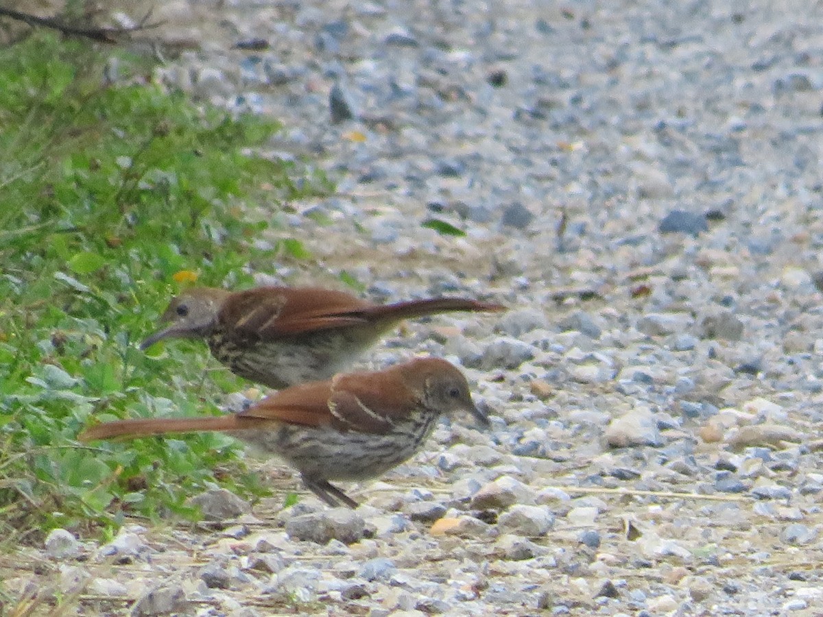Brown Thrasher - ML345372911