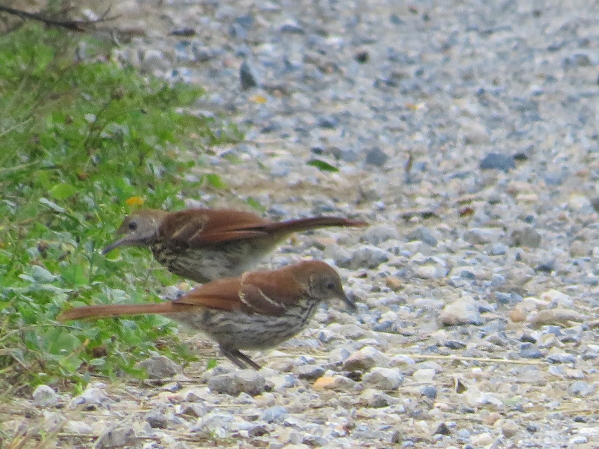 Brown Thrasher - ML345372911