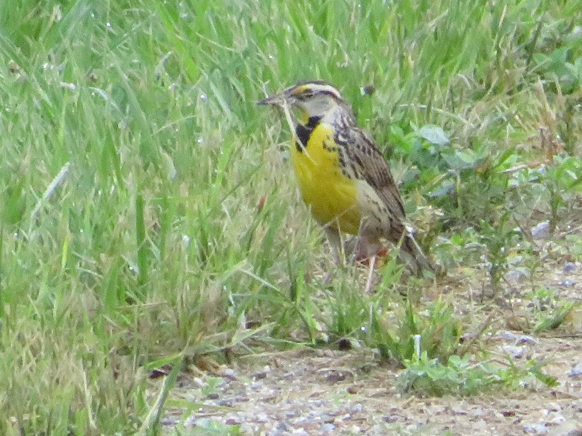 Eastern Meadowlark - ML345373001