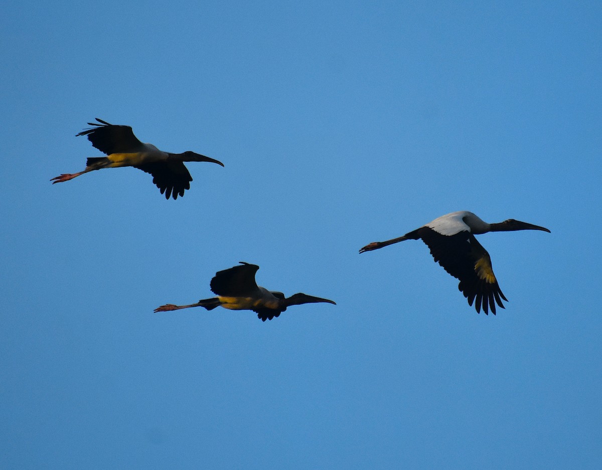 Wood Stork - Scott Kinsey