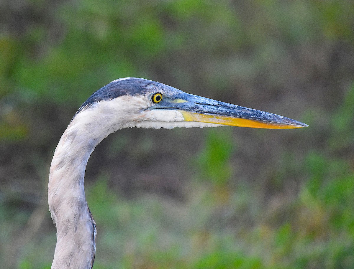 Great Blue Heron - ML345373191