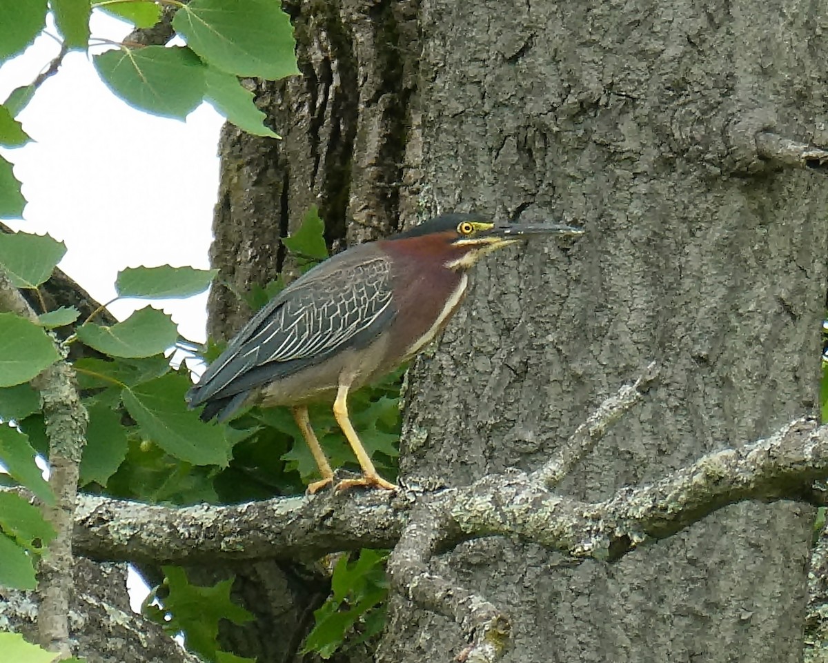 Green Heron - Kathy L. Mock