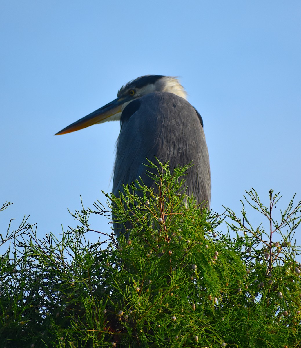 Great Blue Heron - Scott Kinsey