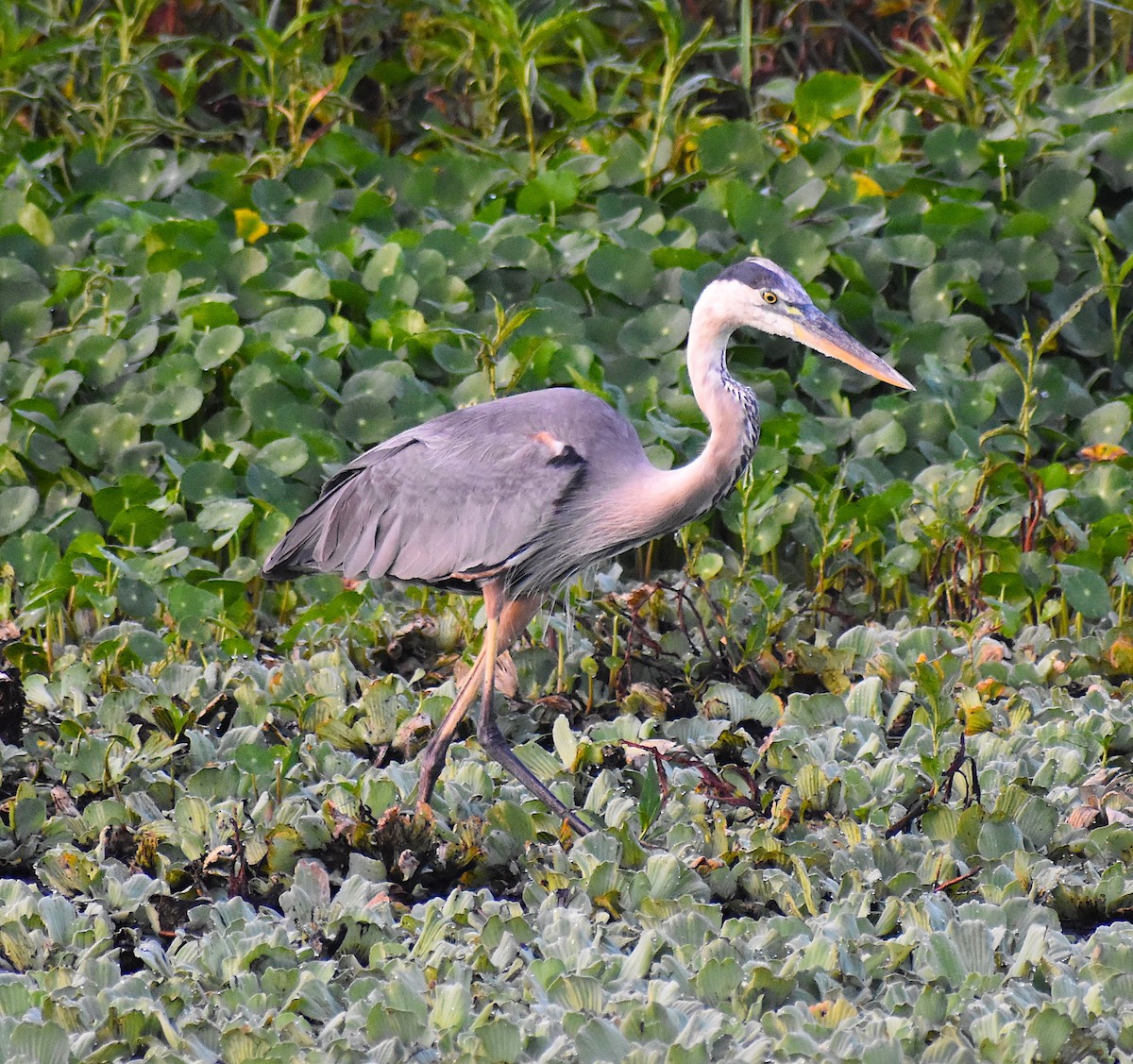 Great Blue Heron - ML345373541