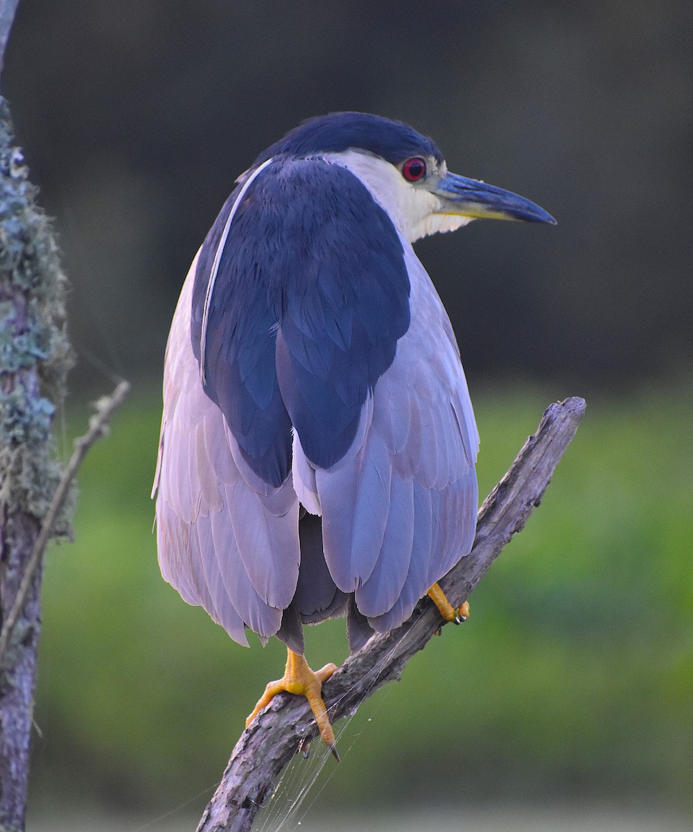 Black-crowned Night Heron - Scott Kinsey