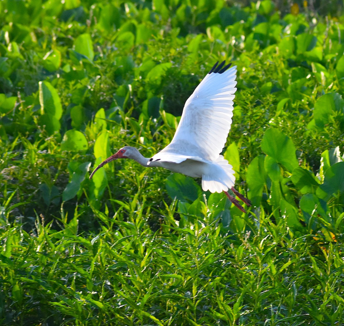 White Ibis - Scott Kinsey