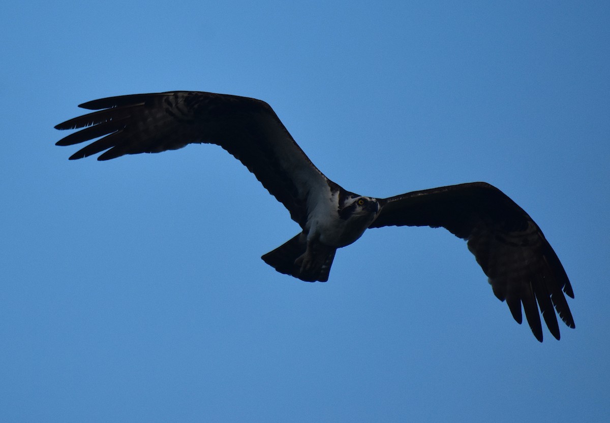 Osprey - Scott Kinsey