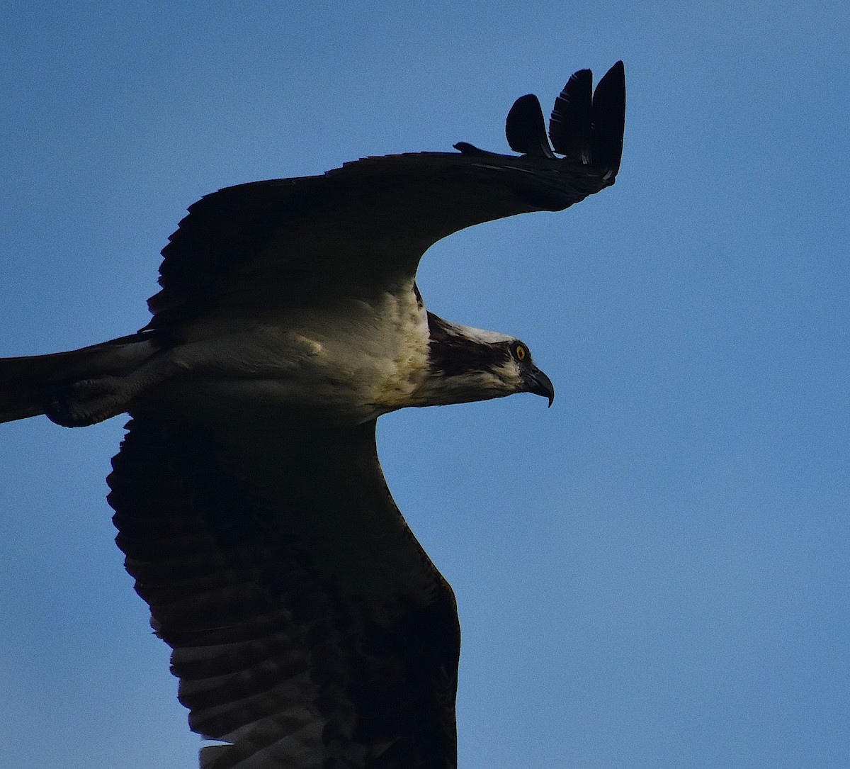 Osprey - Scott Kinsey