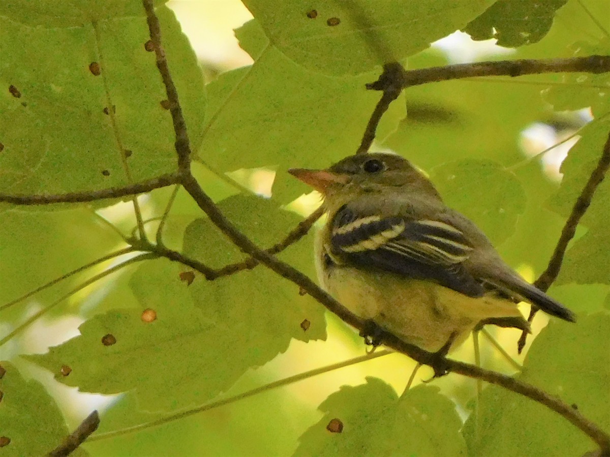 Acadian Flycatcher - ML345375151