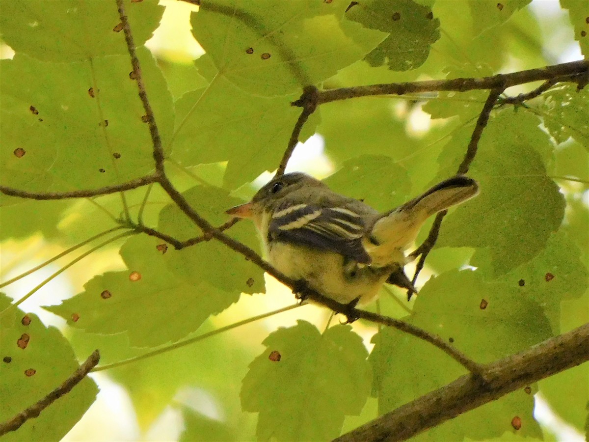 Acadian Flycatcher - ML345375161