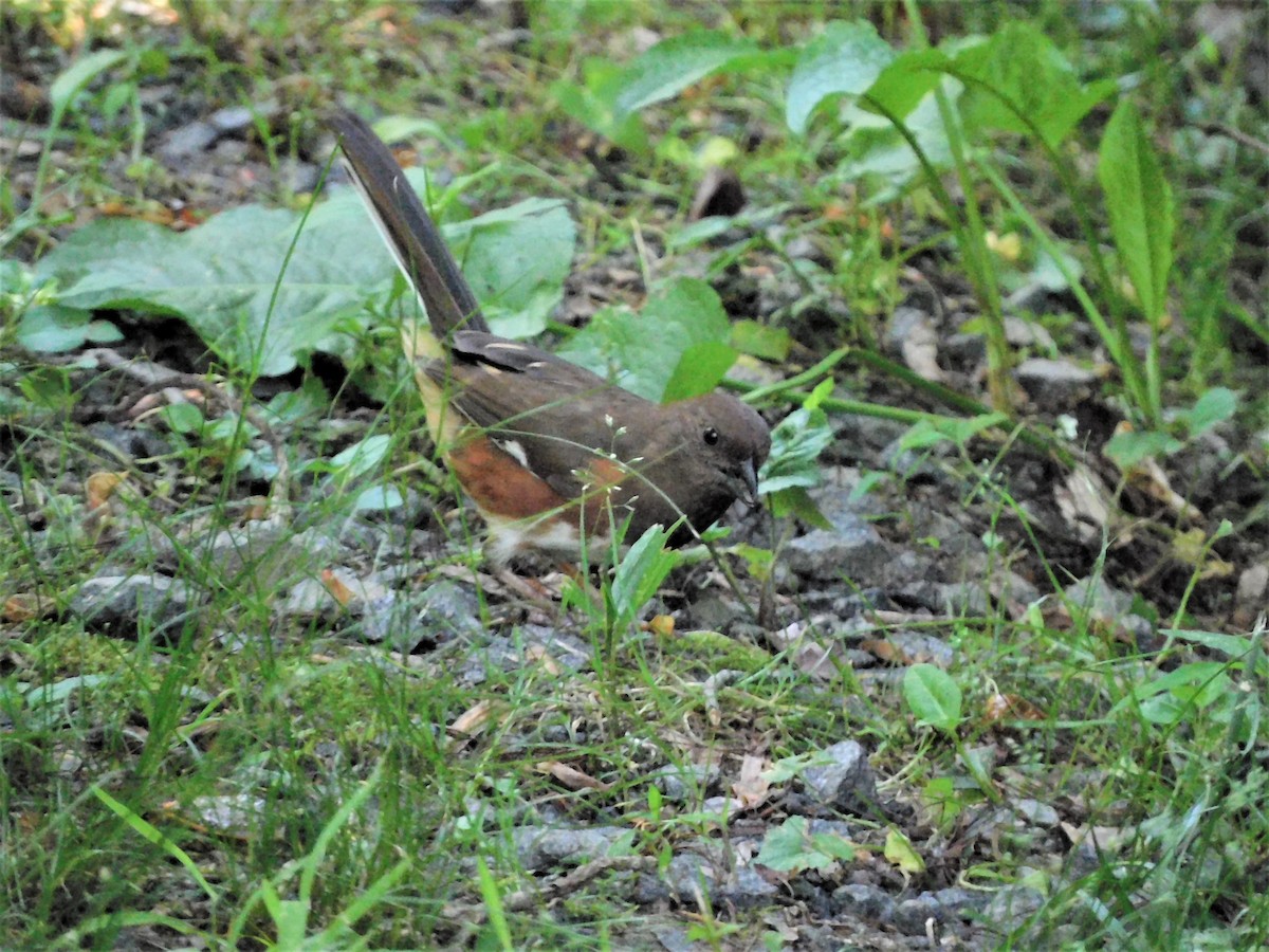 Eastern Towhee - ML345375211