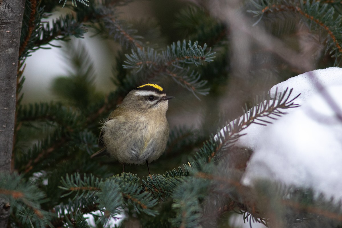 Golden-crowned Kinglet - ML345376351